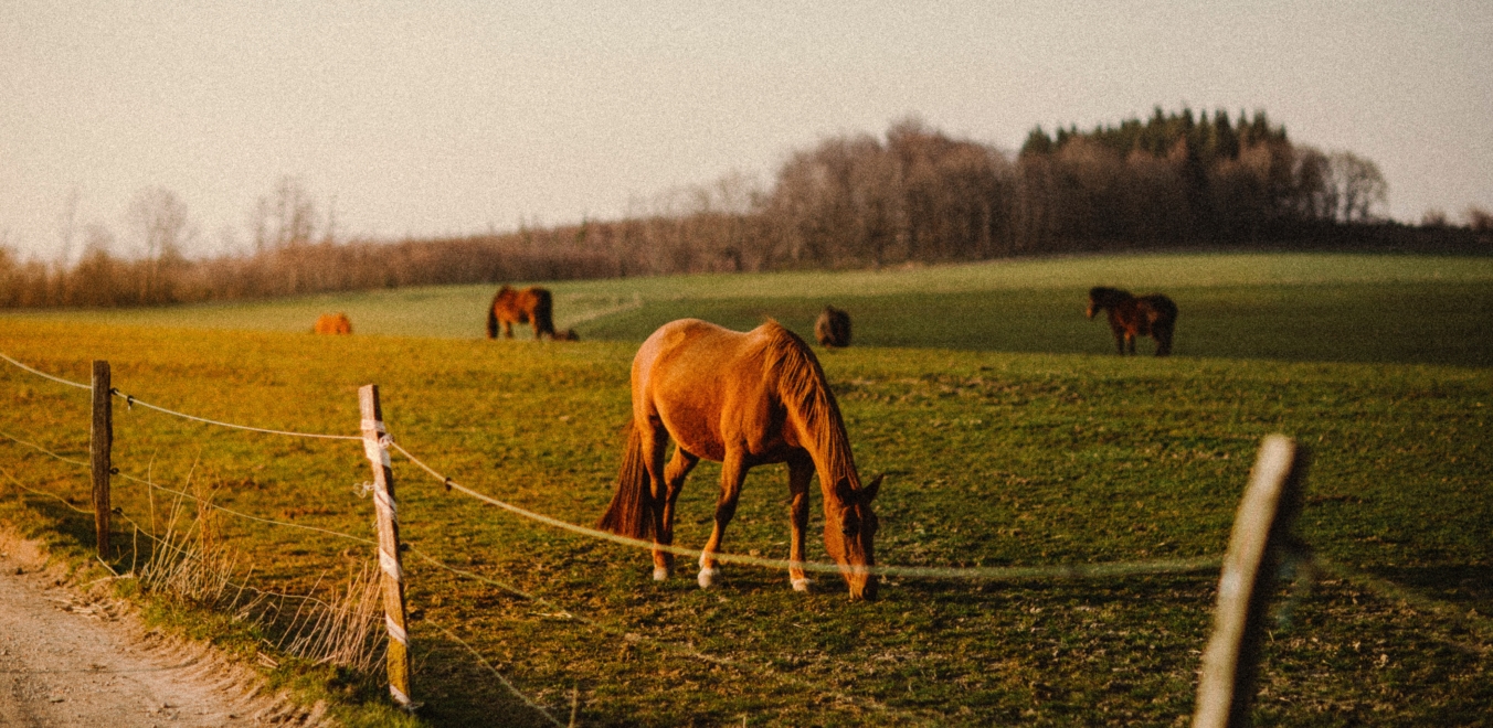 Horses in a field