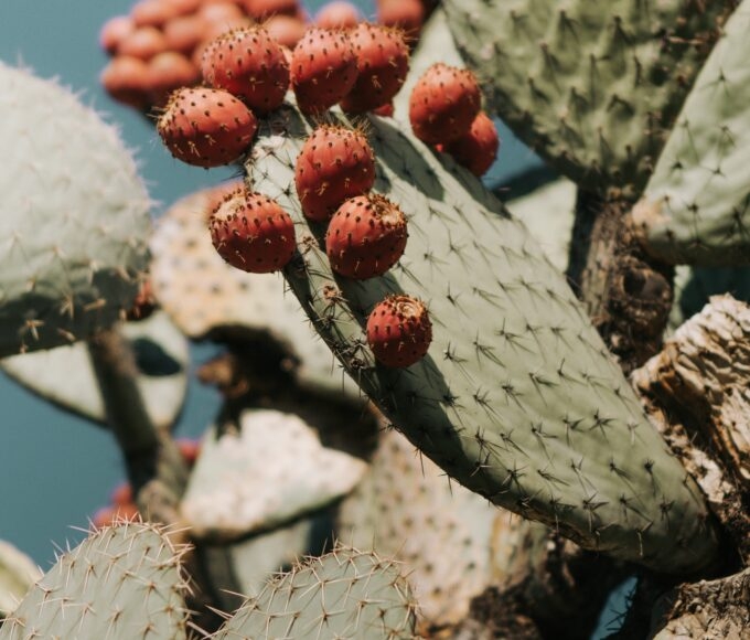 mexican cactus