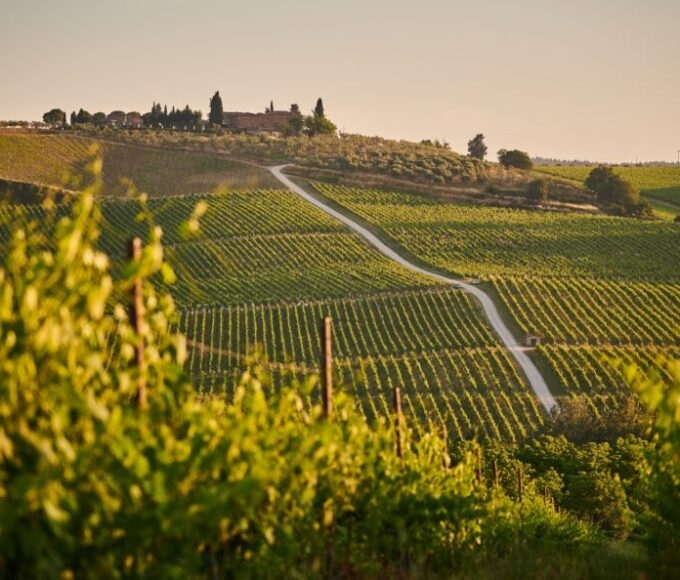 tuscandy vinyard at sunset