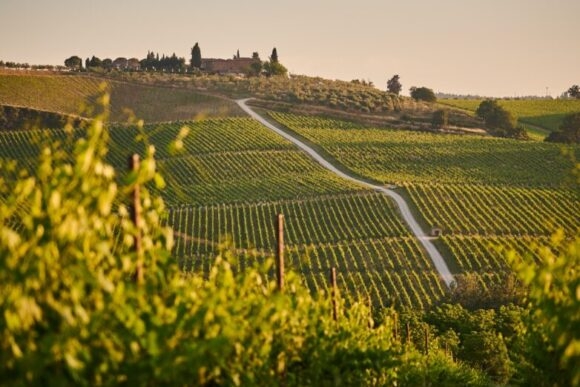 tuscandy vinyard at sunset